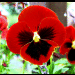 blumen in ihrer vollen pracht
