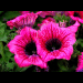 blumen in ihrer vollen pracht