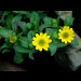 blumen in ihrer vollen pracht