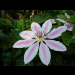 blumen in ihrer vollen pracht