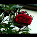 blumen in ihrer vollen pracht