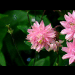 blumen in ihrer vollen pracht