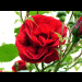 blumen in ihrer vollen pracht