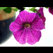 blumen in ihrer vollen pracht