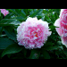 blumen in ihrer vollen pracht