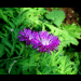 blumen in ihrer vollen pracht