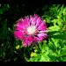 blumen in ihrer vollen pracht