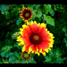 blumen in ihrer vollen pracht