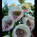 blumen in ihrer vollen pracht