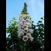 blumen in ihrer vollen pracht